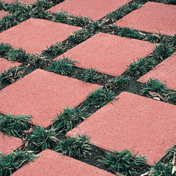 Clay Pavers